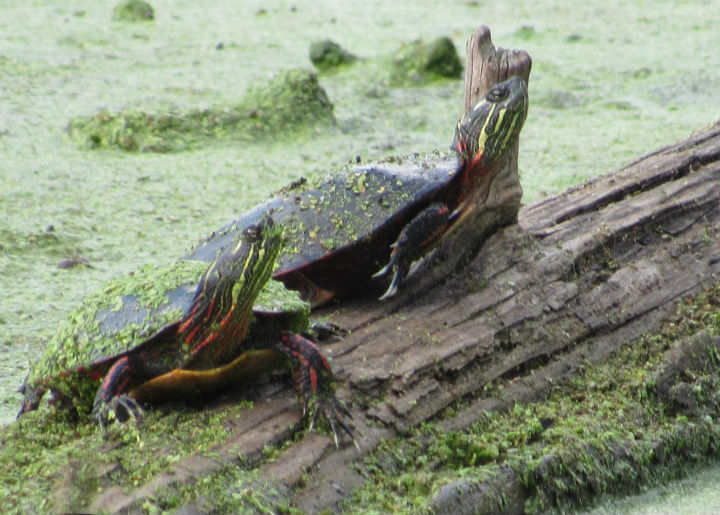 Midland Painted Turtle